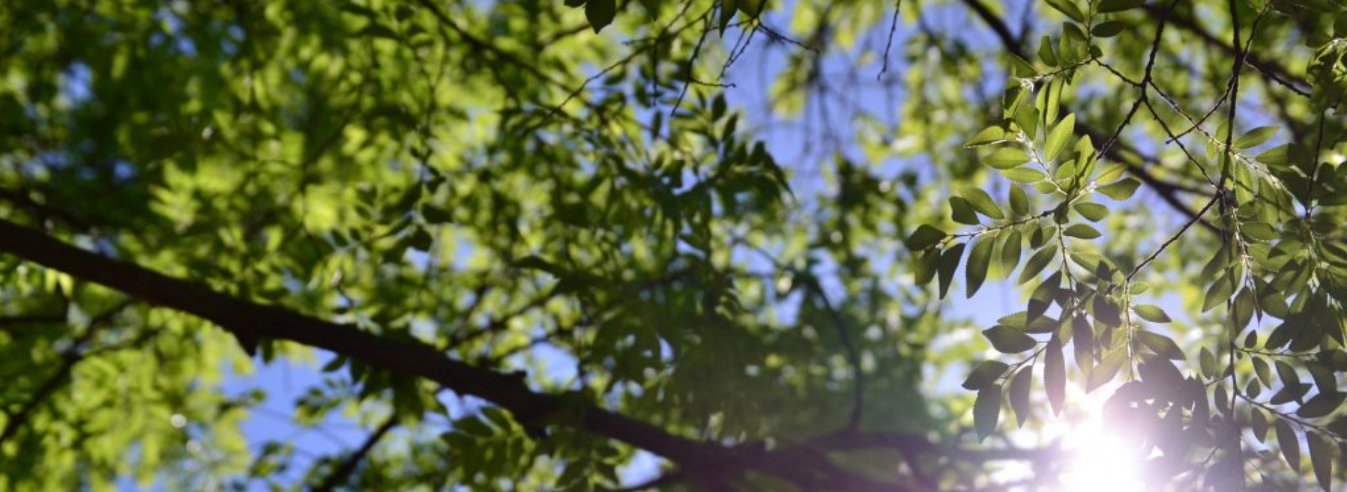 gröna löv på ett träf med en blå himmel i bakgrunden